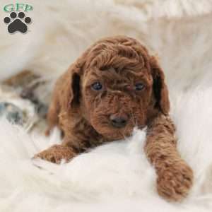 Emerald, Toy Poodle Puppy